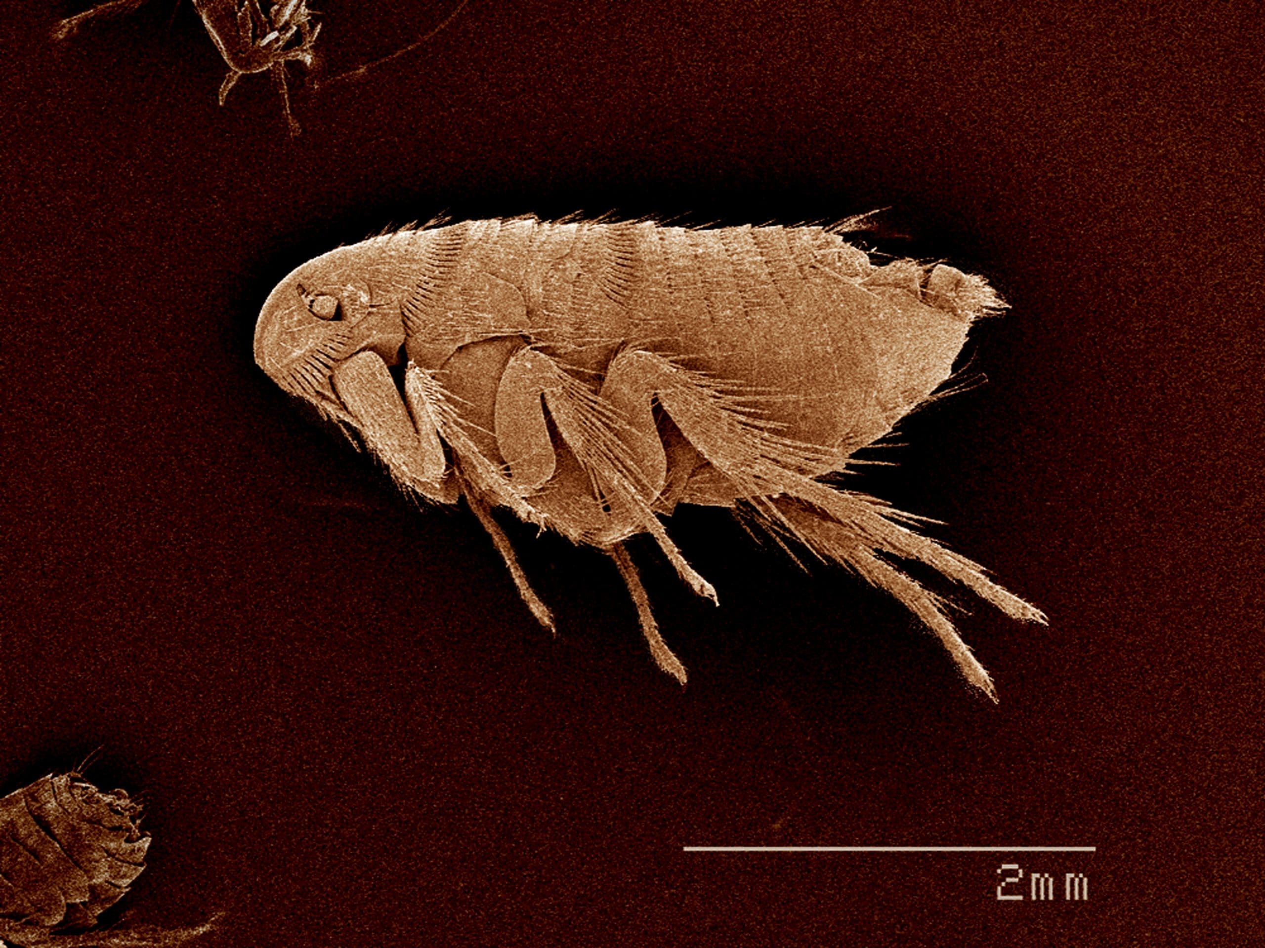 Taken in Johnston, Rhode Island, an image of a flea, Siphonaptera SEM