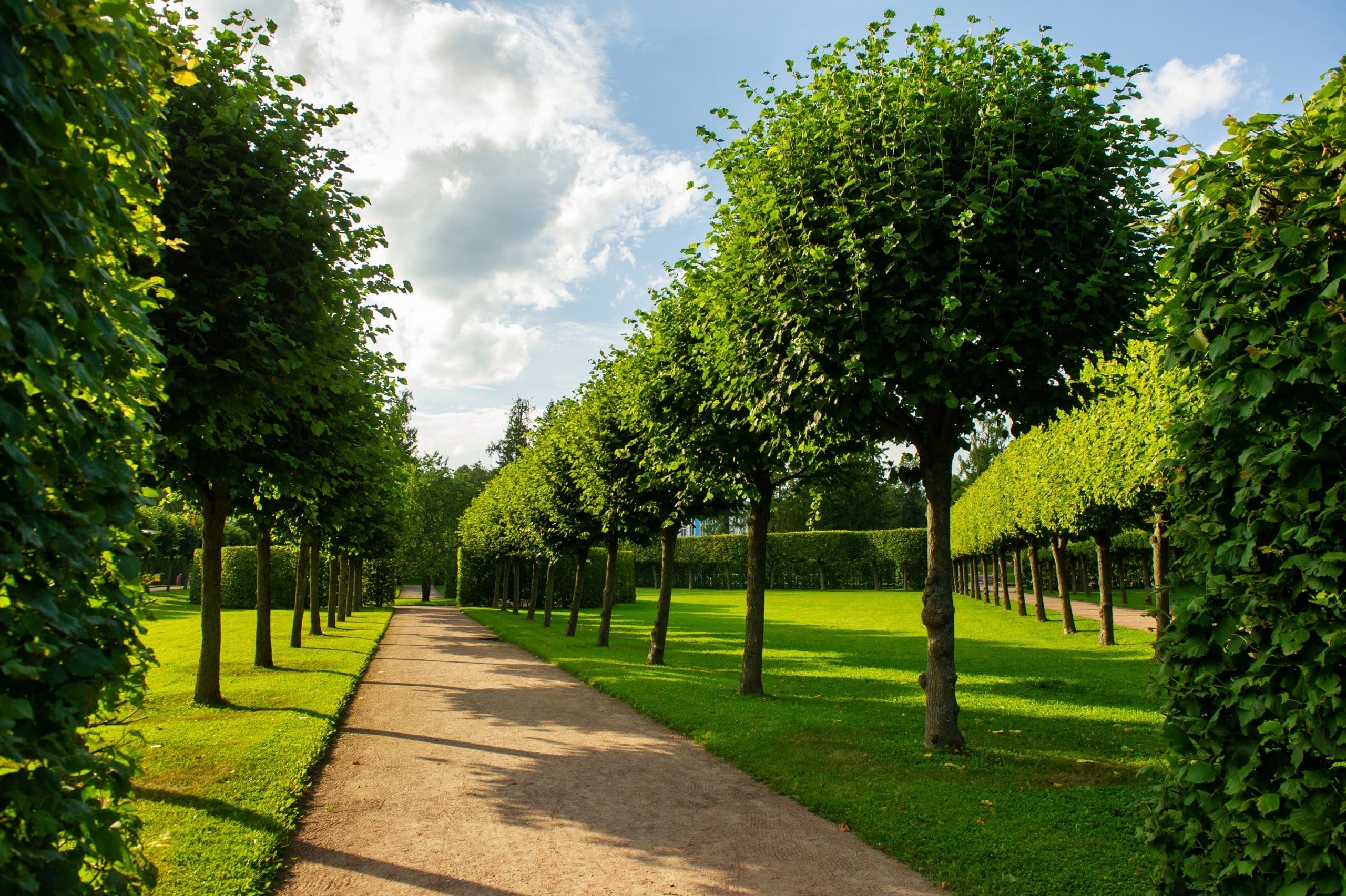 A row of trees in Cranston