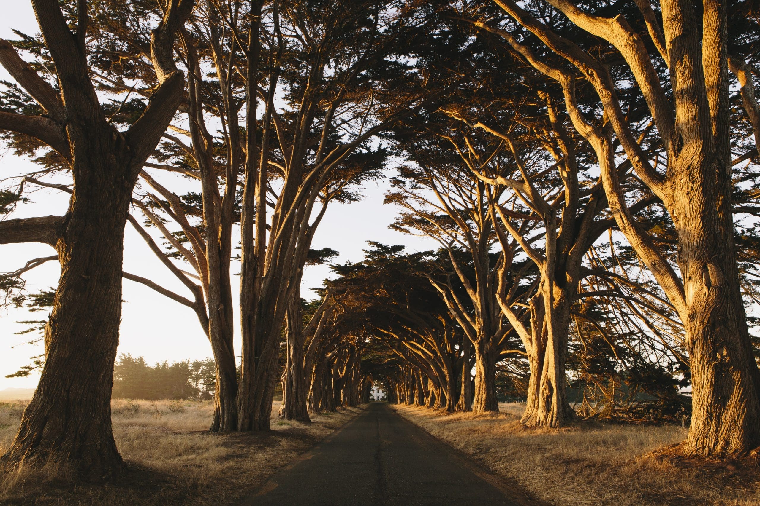 A tunnel of cypress trees which have grown together over the road, dusk in Warwick, RI