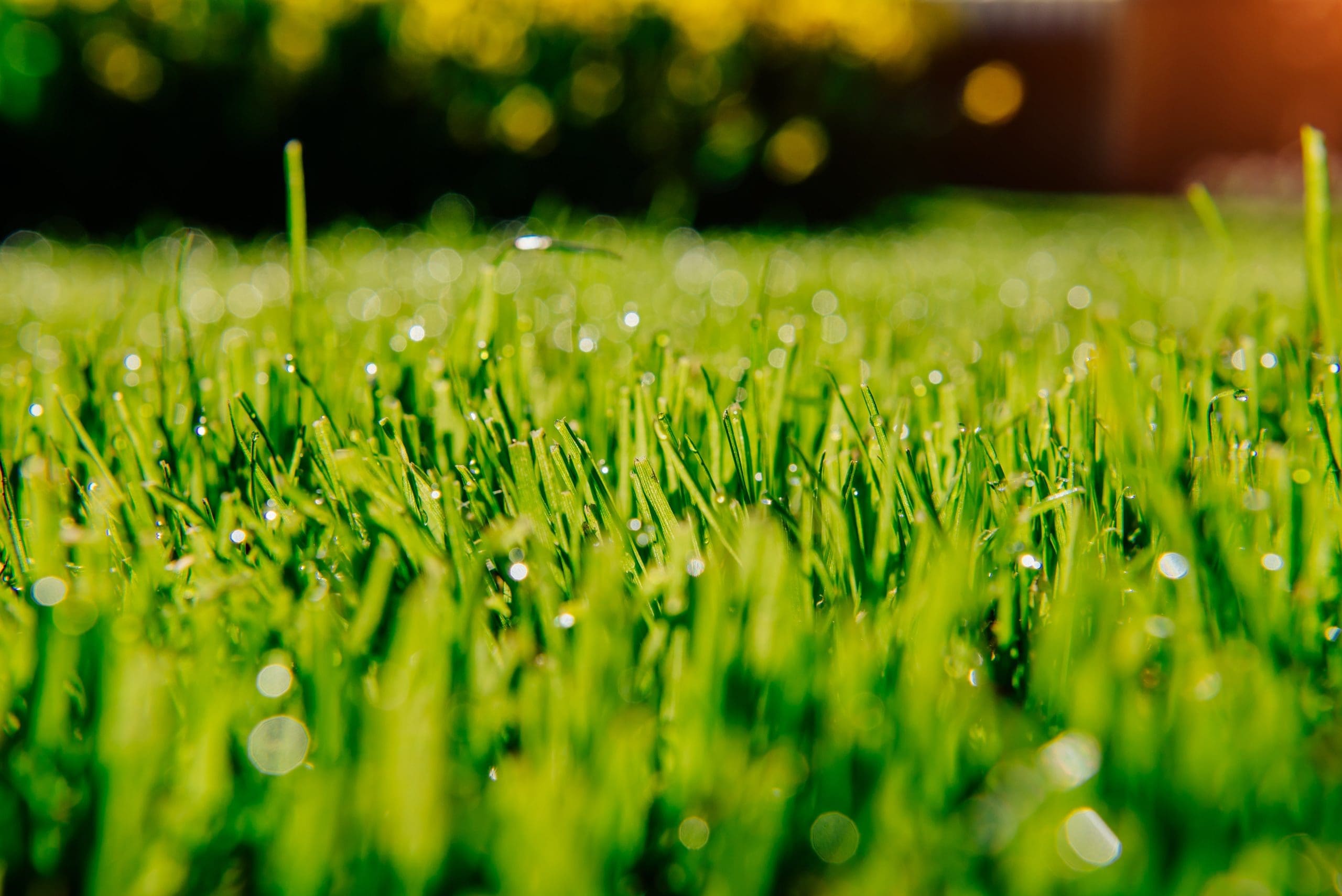 Green grass in Barrington, RI lawn care