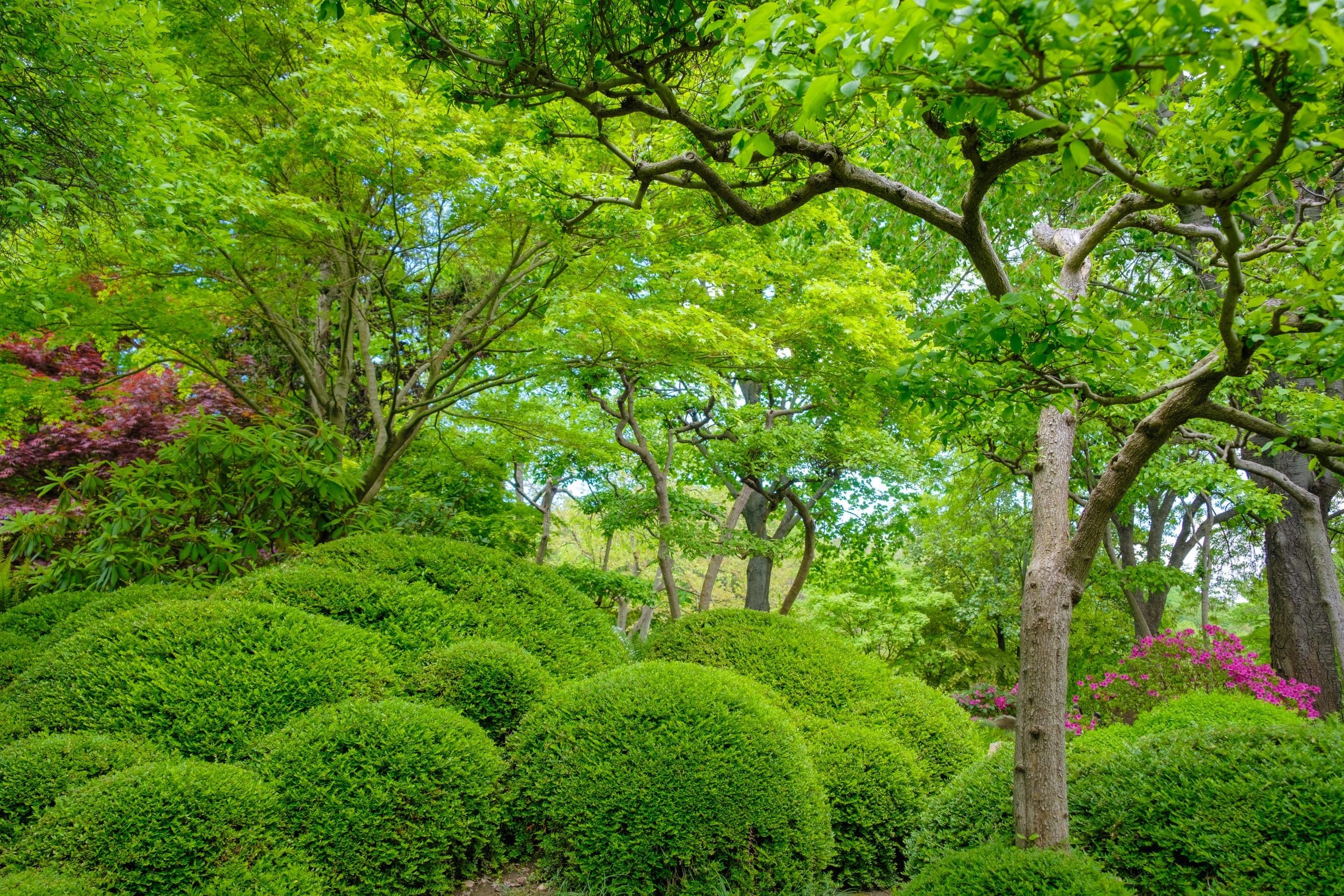 Amazing bright green bushes and trees in the garden in Cranston, RI
