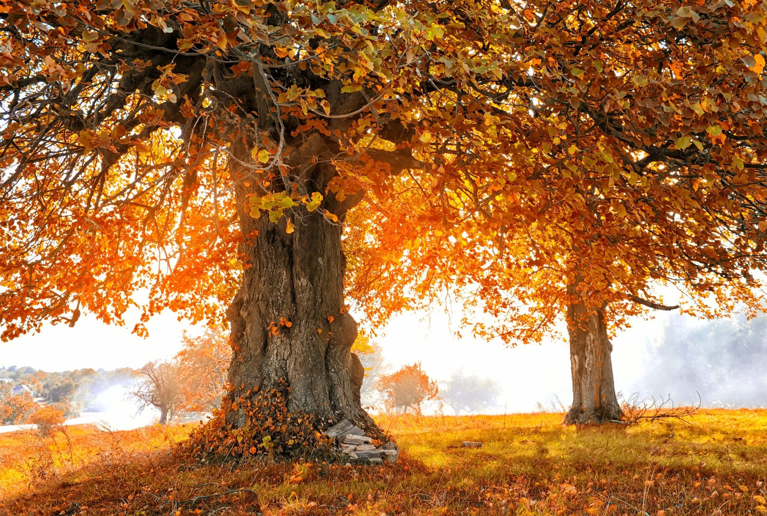 Autumn landscape with tree in sunlight