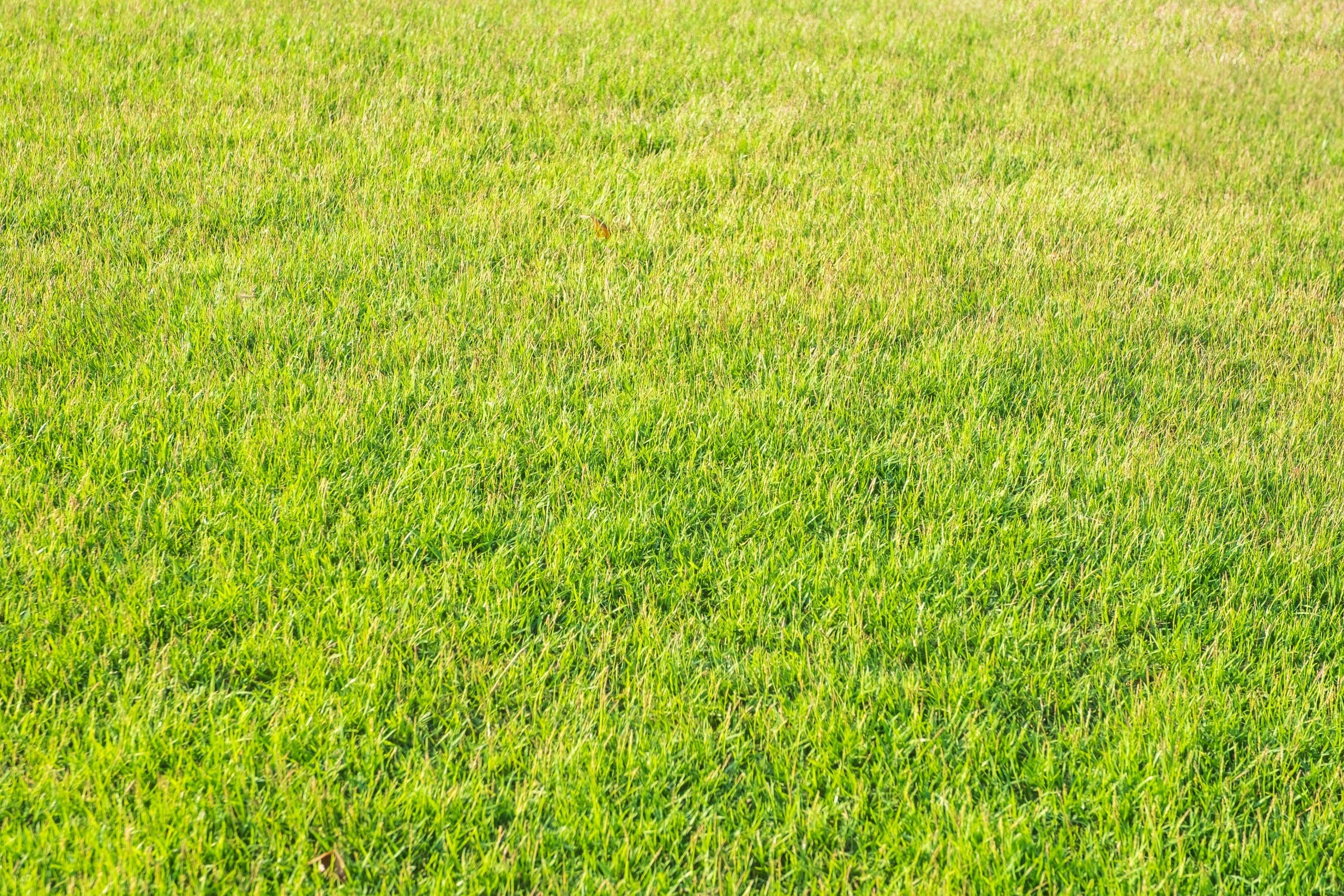 Close up green grass field,nature backdrop,perspective angle.