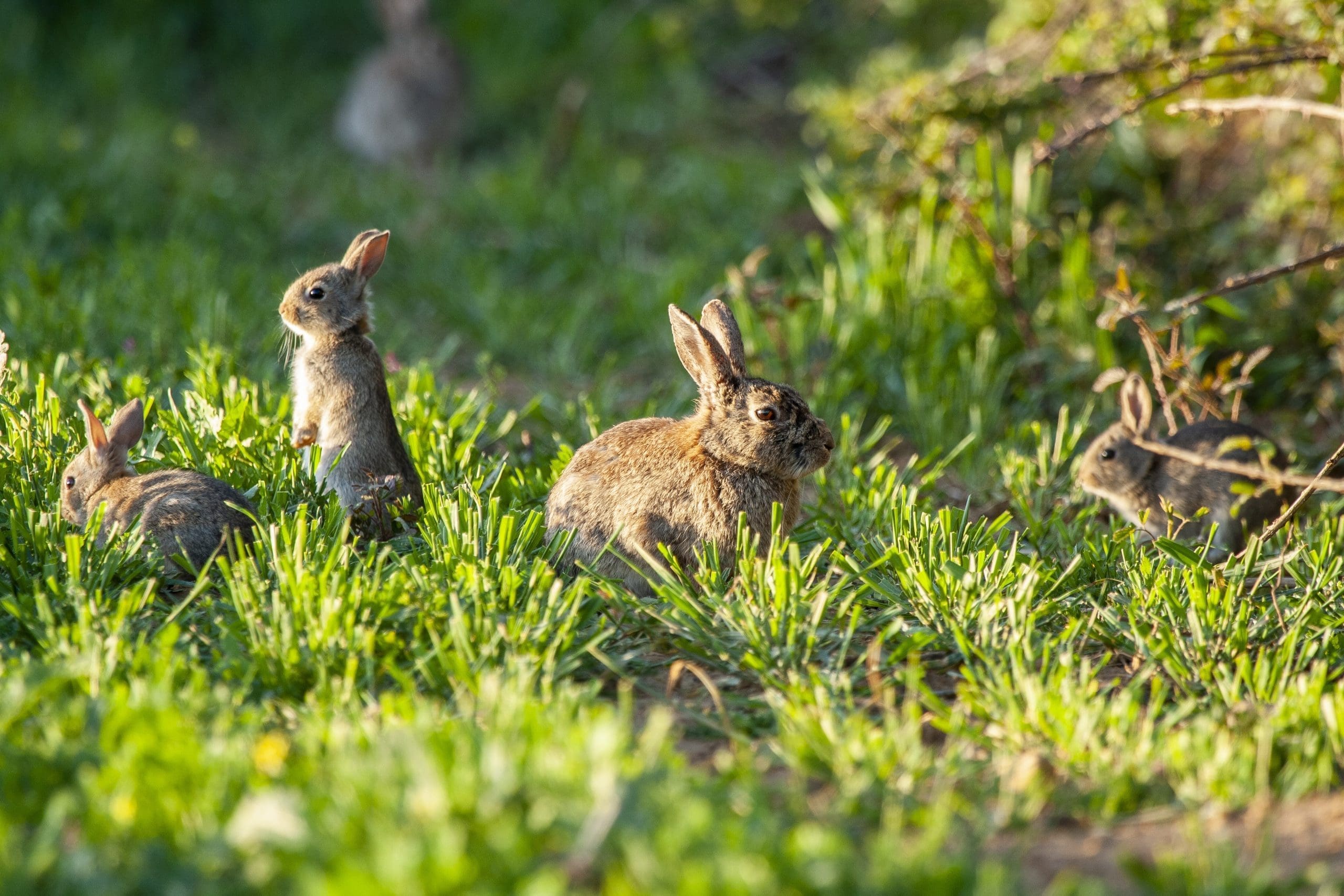 A closeup of brush rabbits in a field covered in greenery under the sunlight with a blurry background