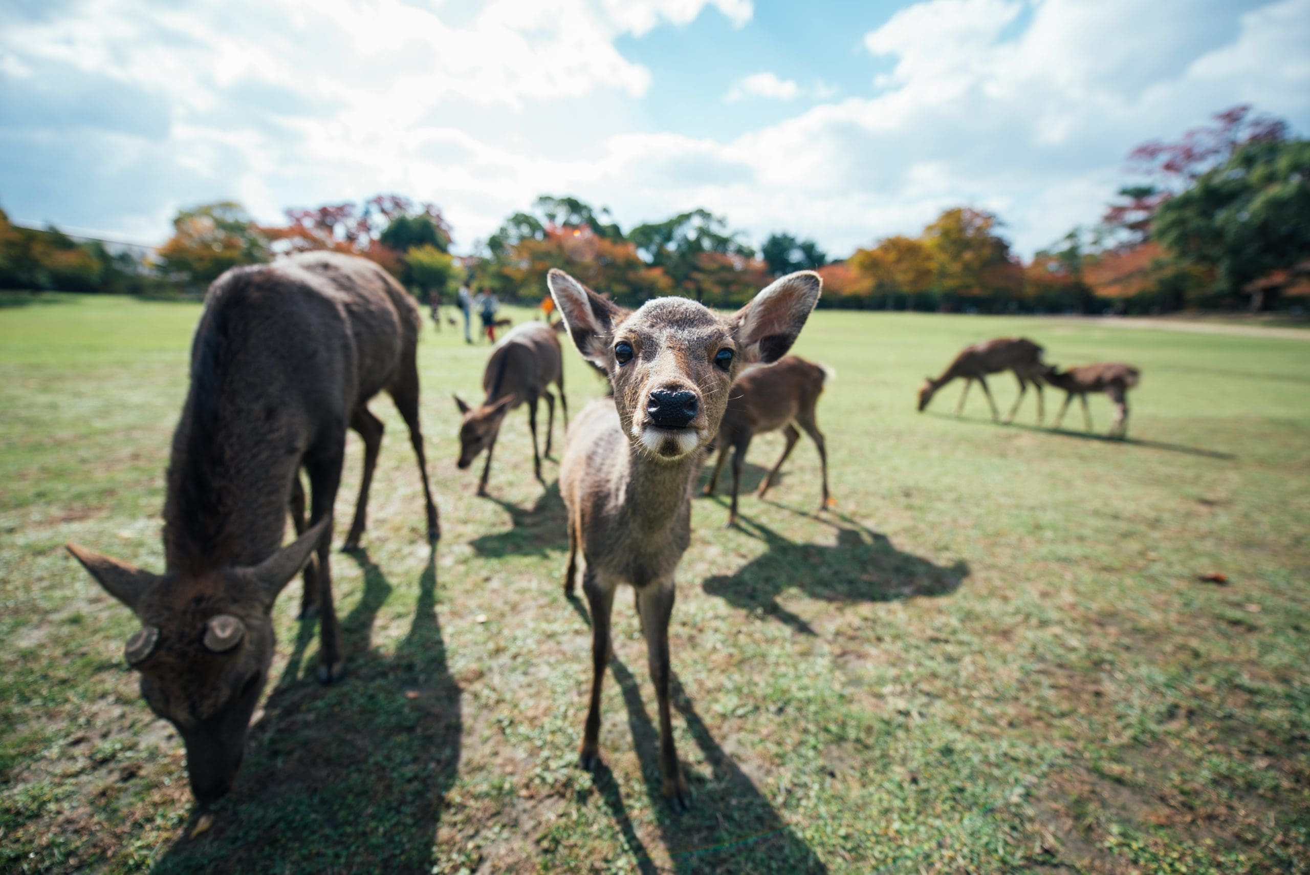 Deers and animals