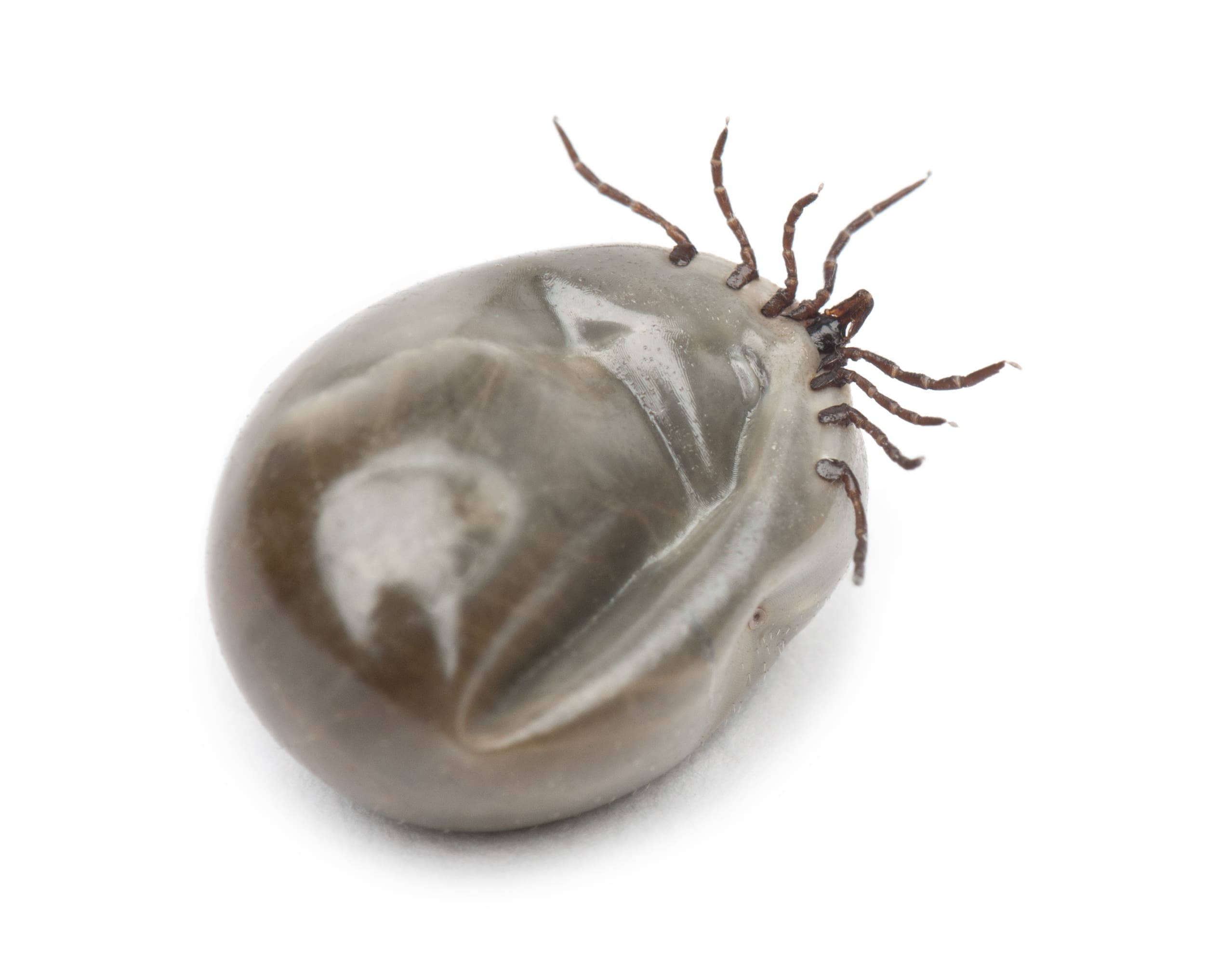 Engorged of blood Castor bean tick in Warwick, RI, Ixodes ricinus, a species of hard-bodied tick, against white background