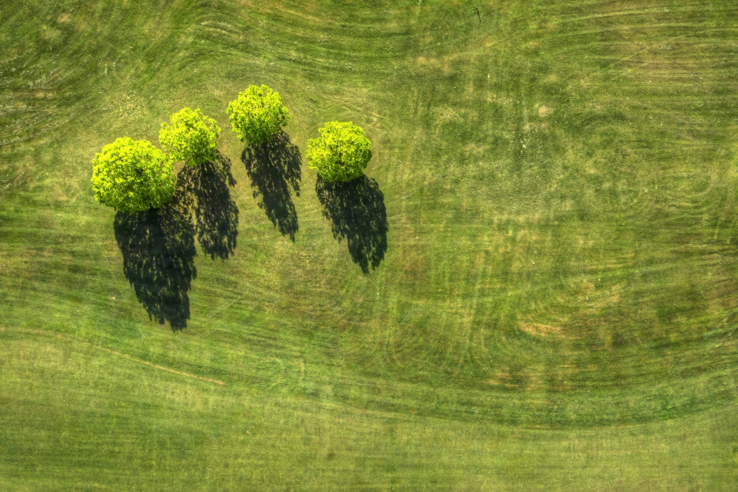 Overhead view of shrubs in Barrington, RI