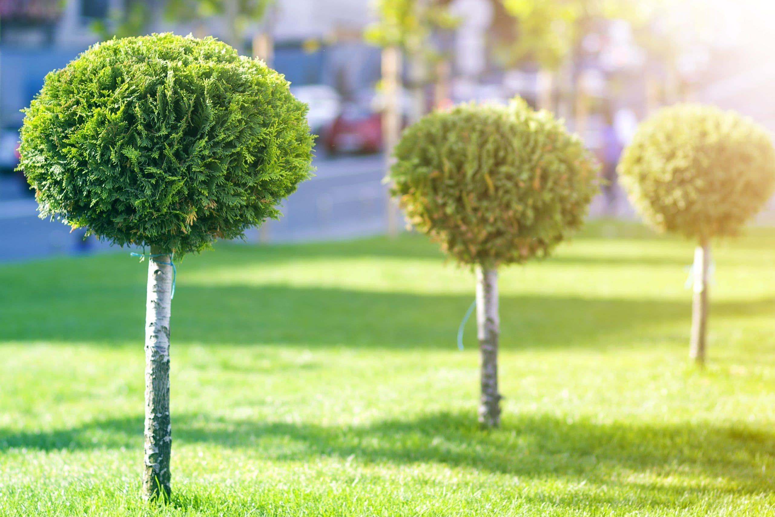 Long row of young decorative ever-green trees with lash round neatly trimmed foliage, ornamental plants growing on lawn fresh green grass on sunny summer day on blurred urban background in Johnston, Rhode Island