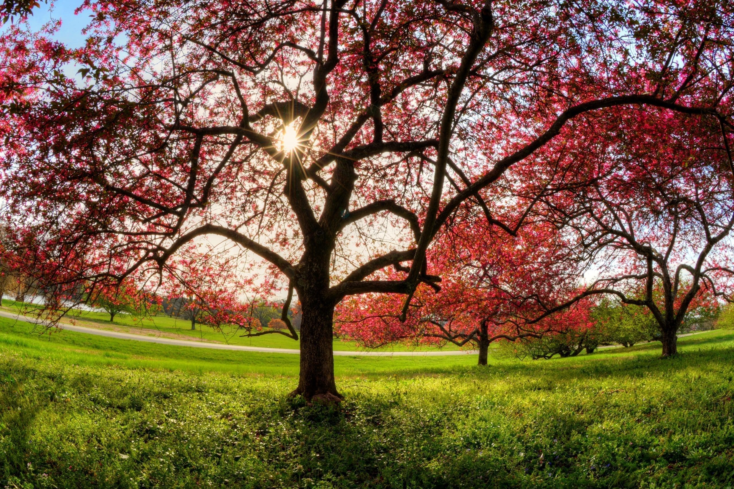 A mesmerizing picture of Japanese pink sakura in a garden against a sunlight