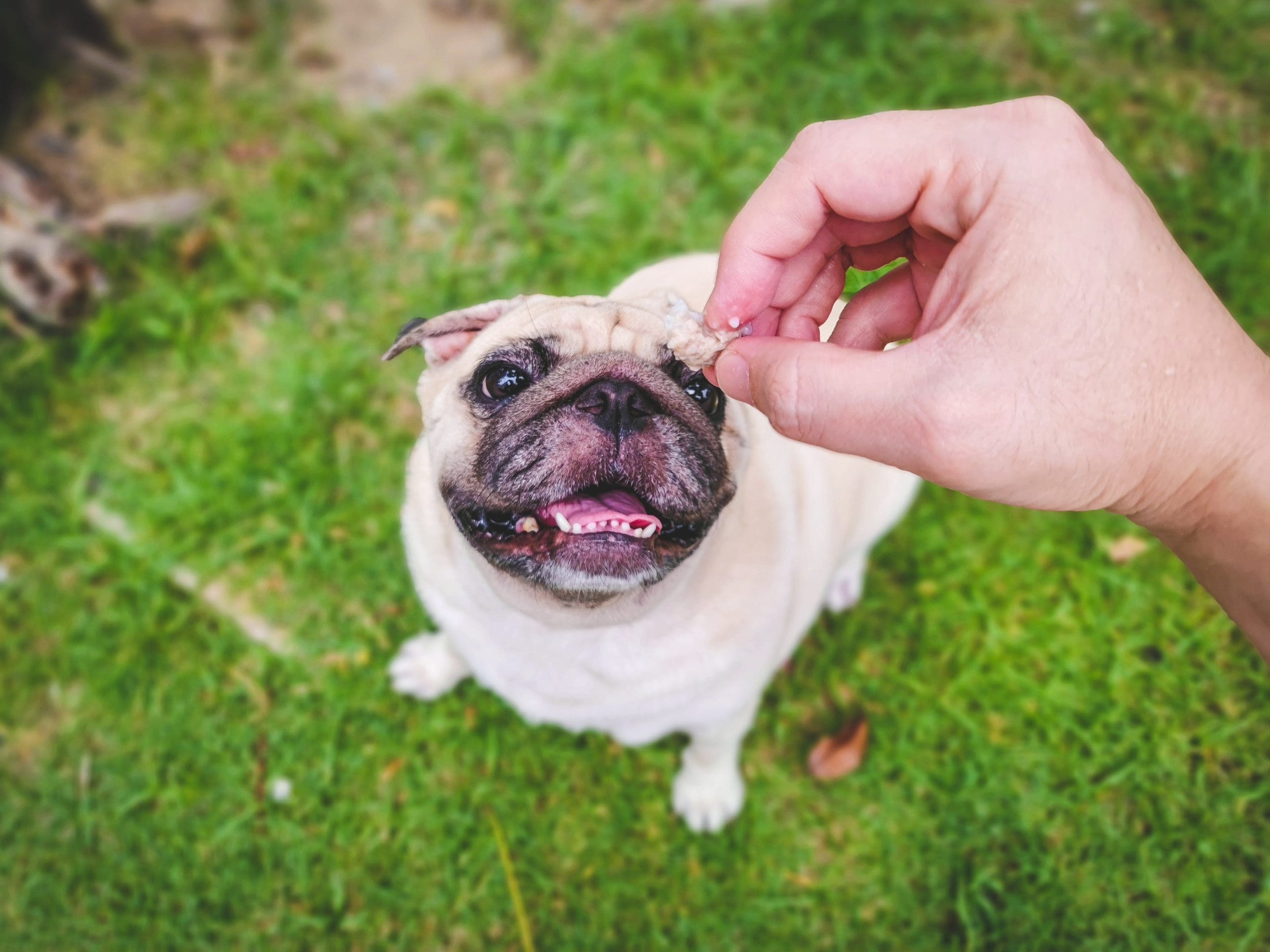 Pug dog with a funny face takes a treat for good behavior from the owner. A cute pug at a local park.