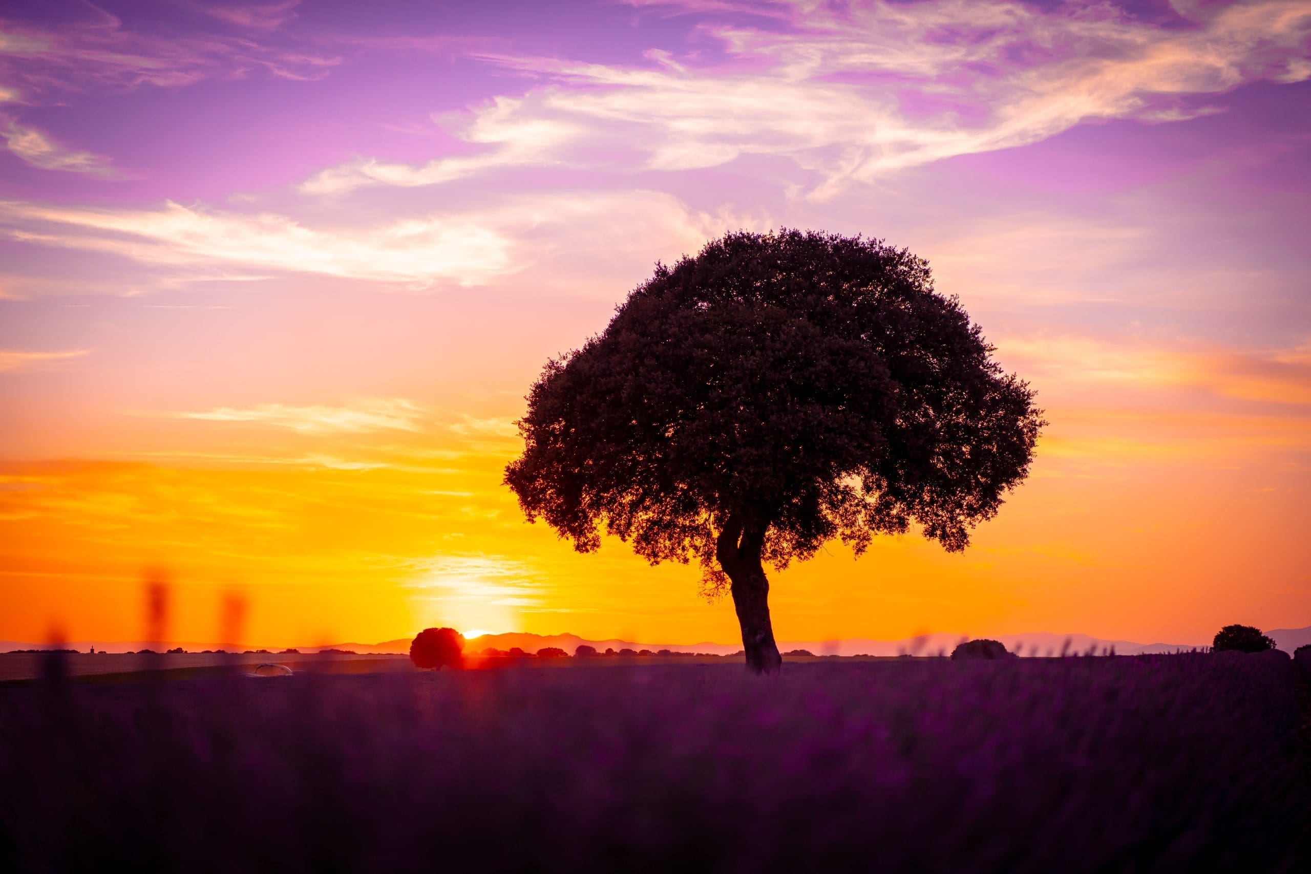 Sunset in a lavender field with a beautiful tree,