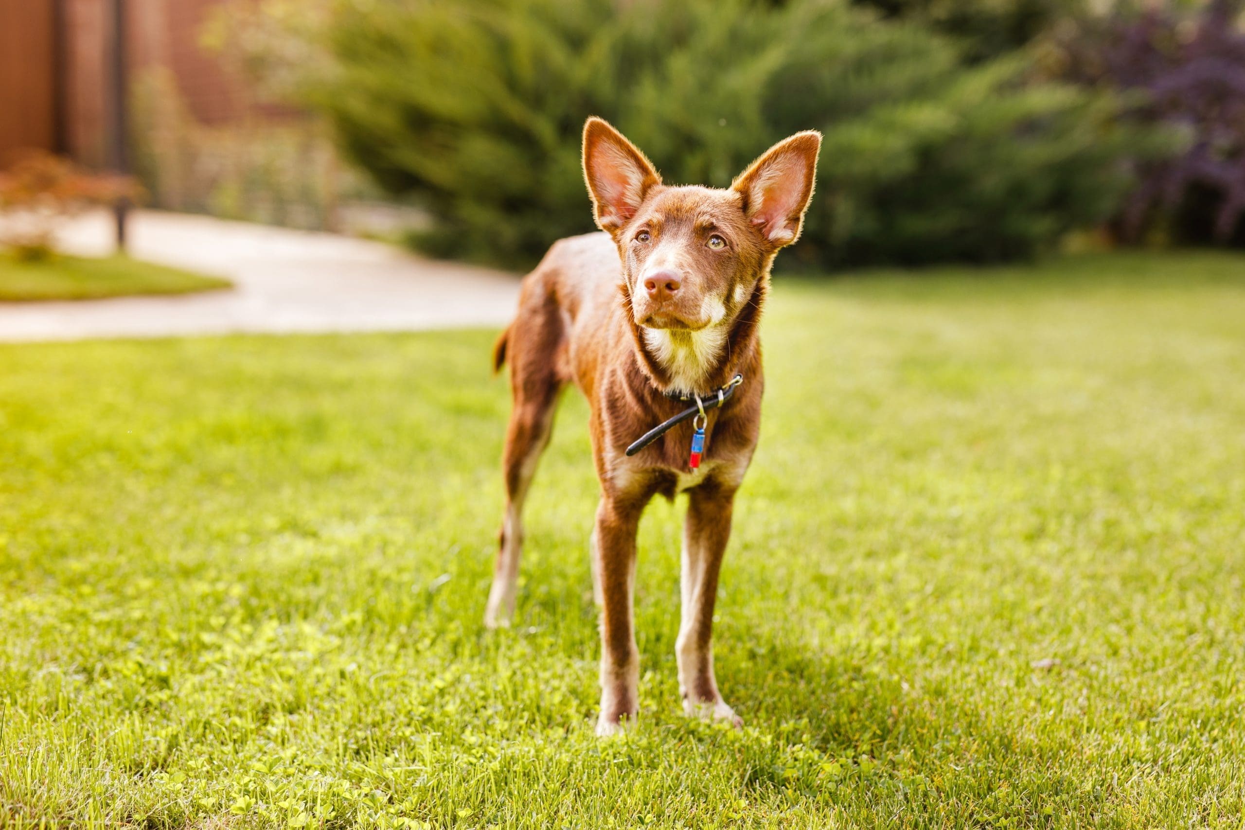 Australian Kelpie puppy outside in the yard on the green lawn in North Kingstown