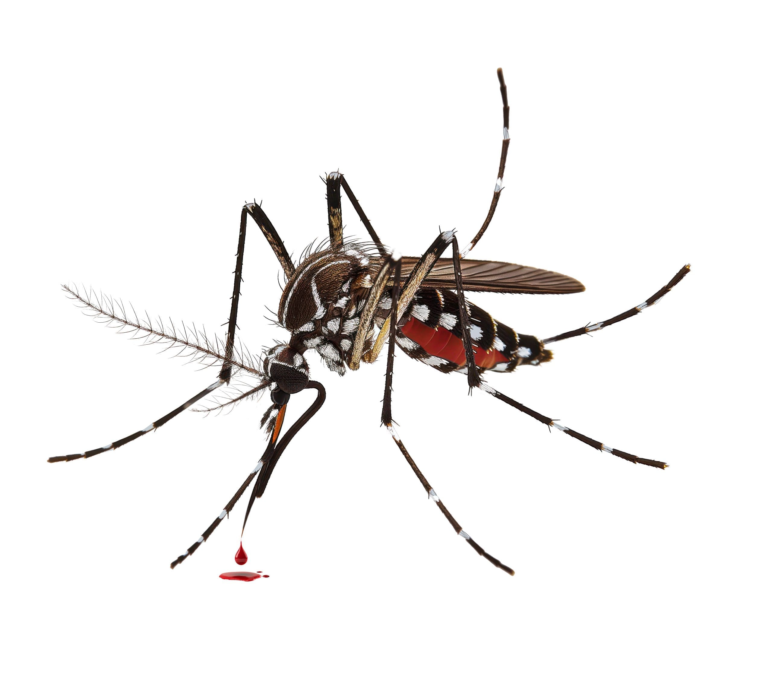 Mosquito control in Narragansett