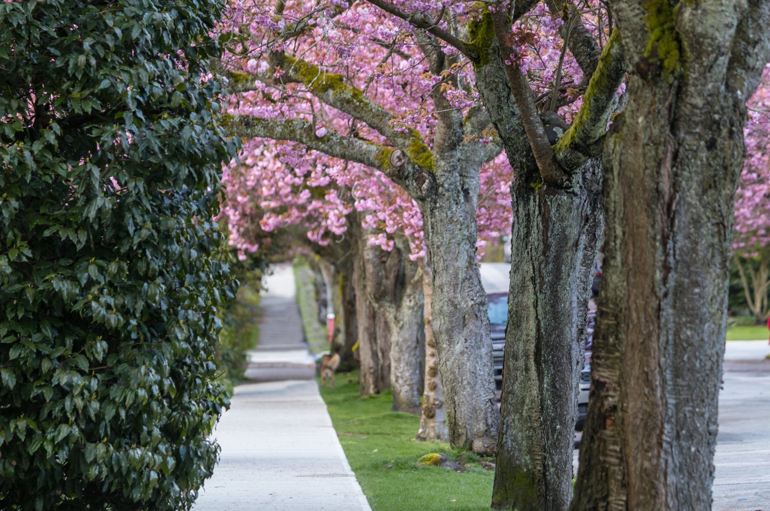 Sakura Cherry blossoming alley on the street in Bristol Rhode Island