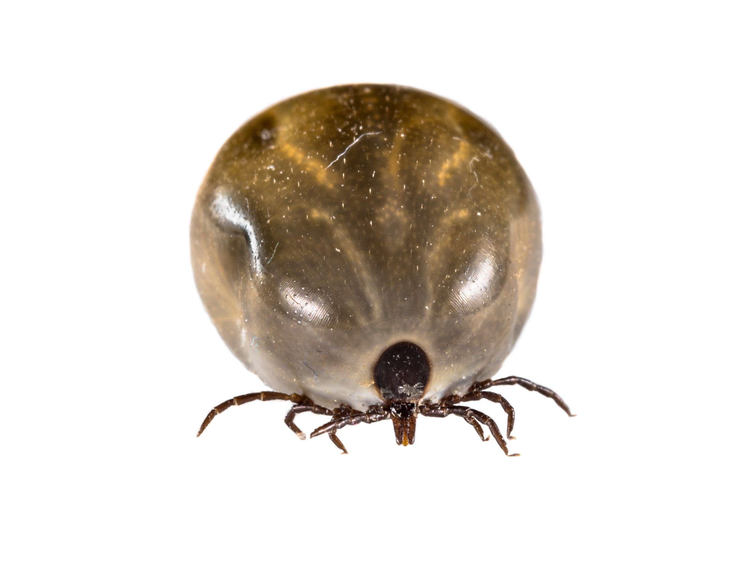 Seekonk Castor Bean Tick (Ixodes ricinus) sucked full of blood and ready to reproduce. This animal is causative agent of Lyme disease and tick-borne encephalitis