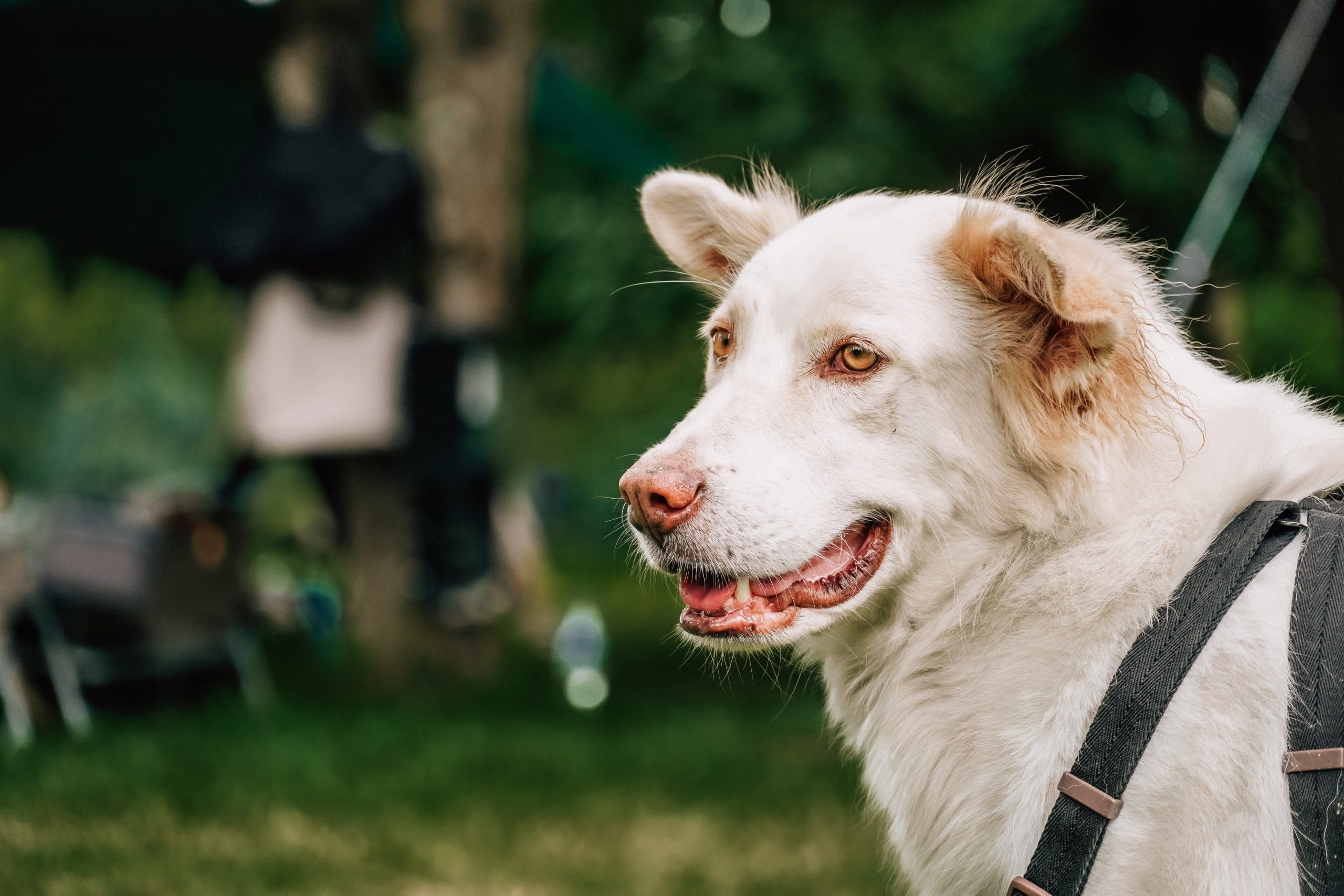 A dog with fleas in seekonk, MA