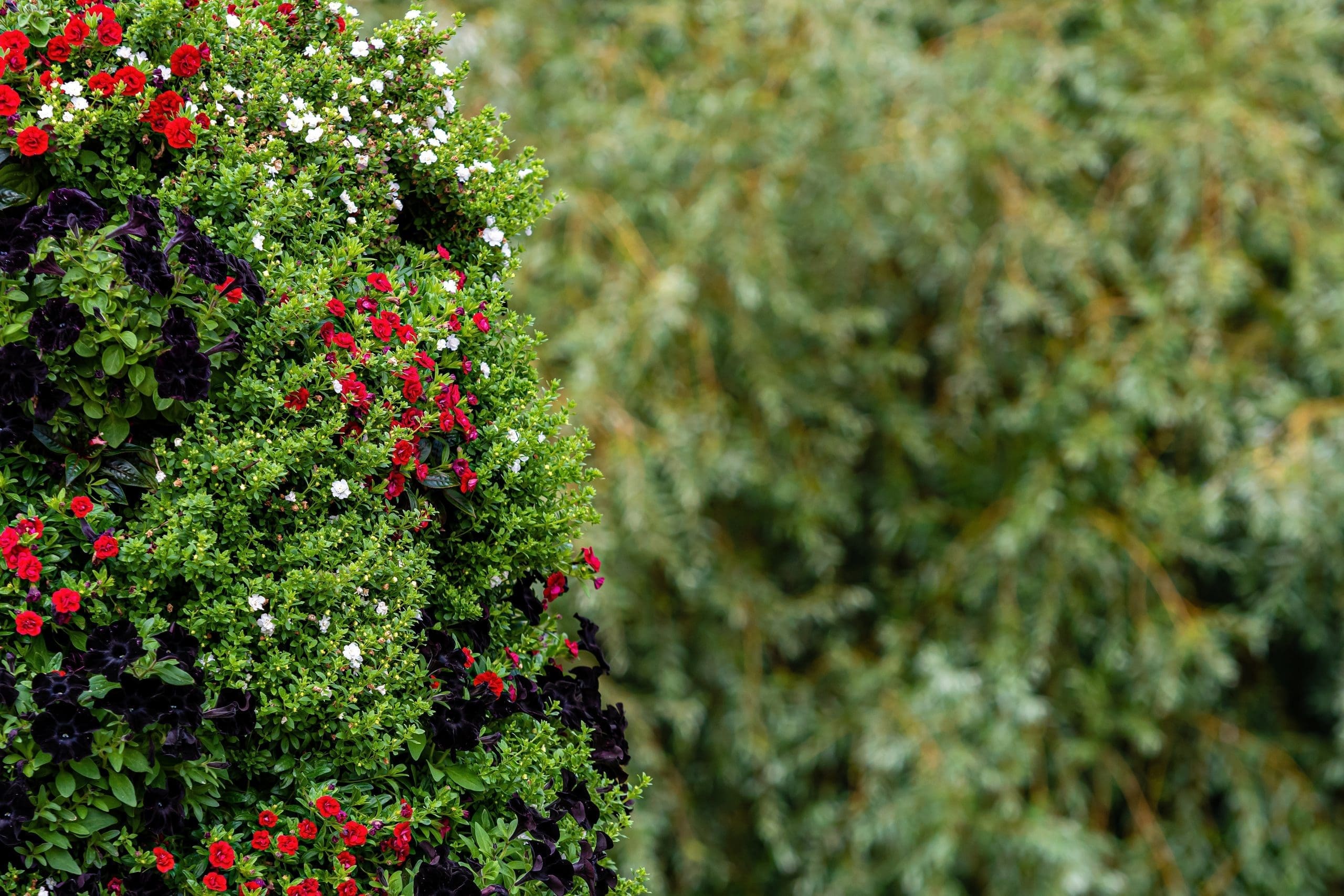 close-up of ornamental shrubs with flowers on a blurry park in Seekonk