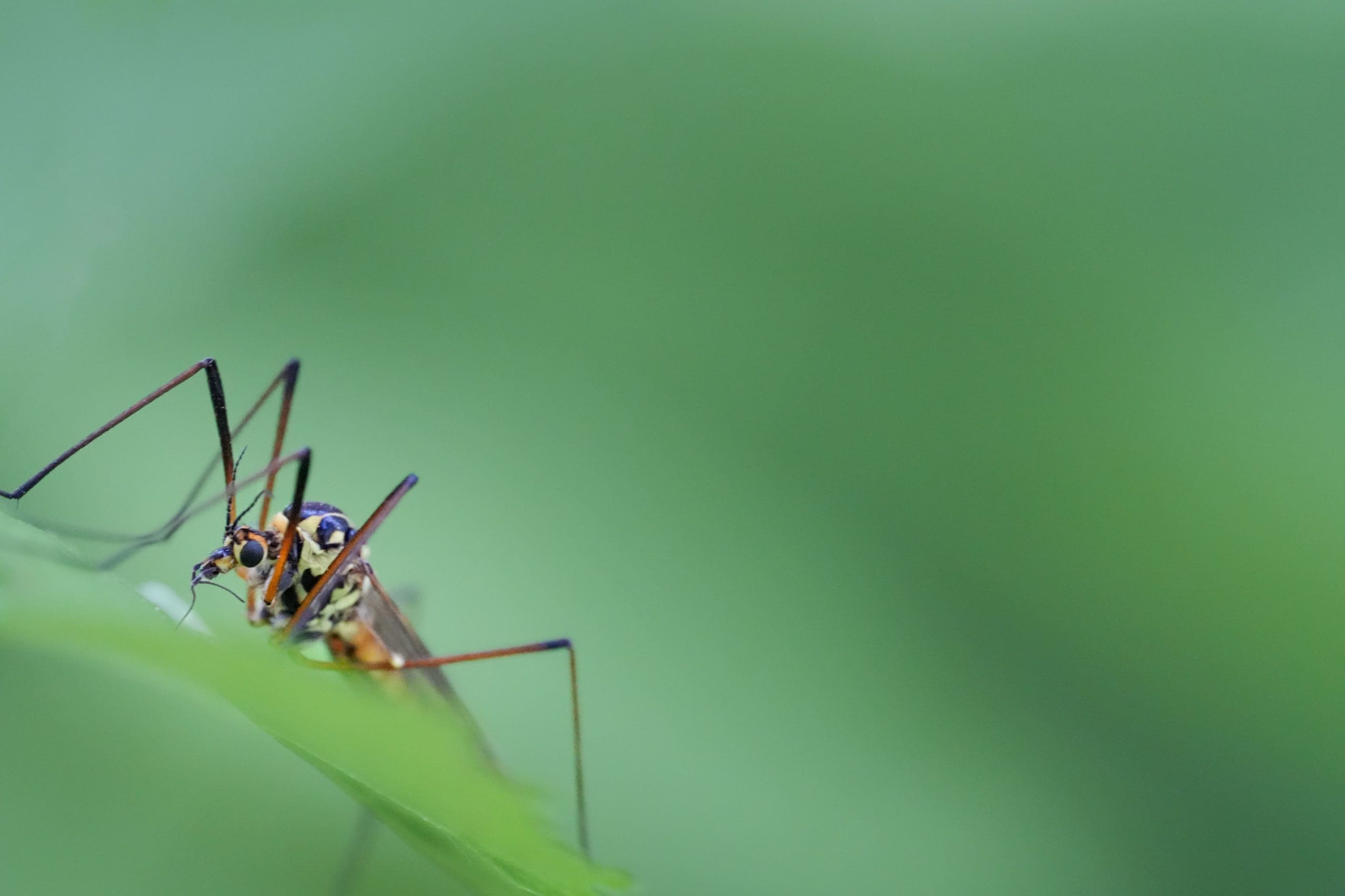 A closeup of a Nephrotoma ferruginea sitting on a green leaf in Seekonk