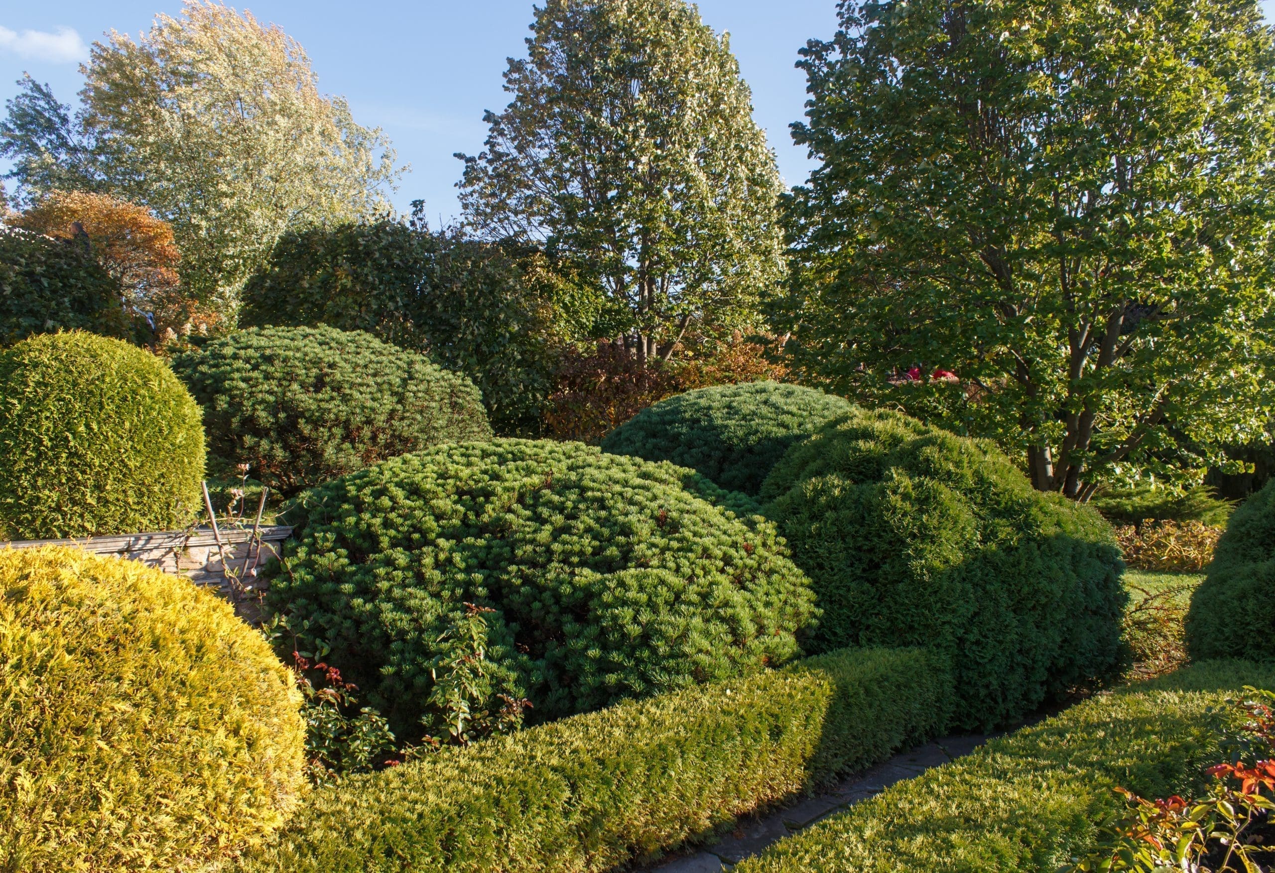 Cottage garden with green lawn, trees, hedges, trimmed bushes and large mountain pines. Modern landscape design in Seekonk