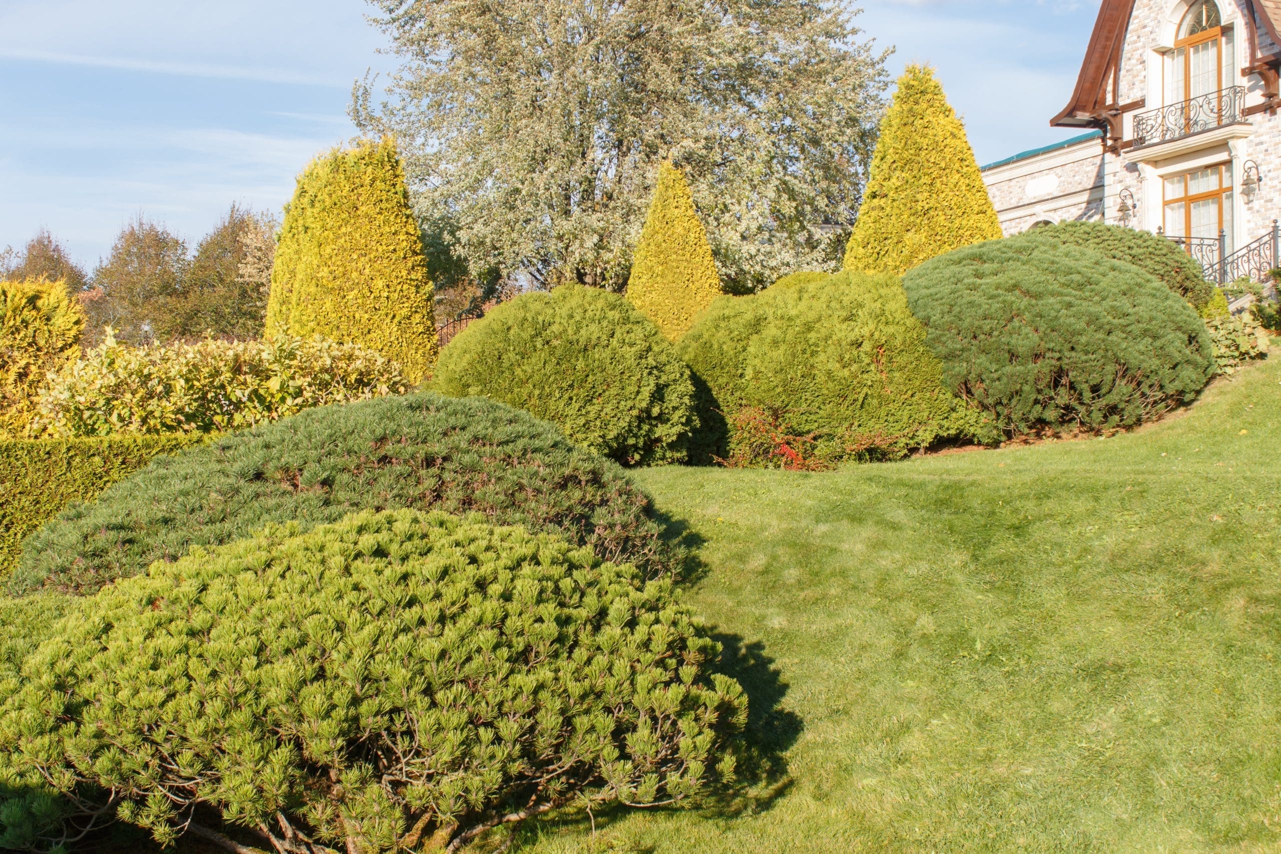 Cottage garden with green lawn, trees, hedges, trimmed bushes and large mountain pines. Modern landscape design in north kingstown, rhode island