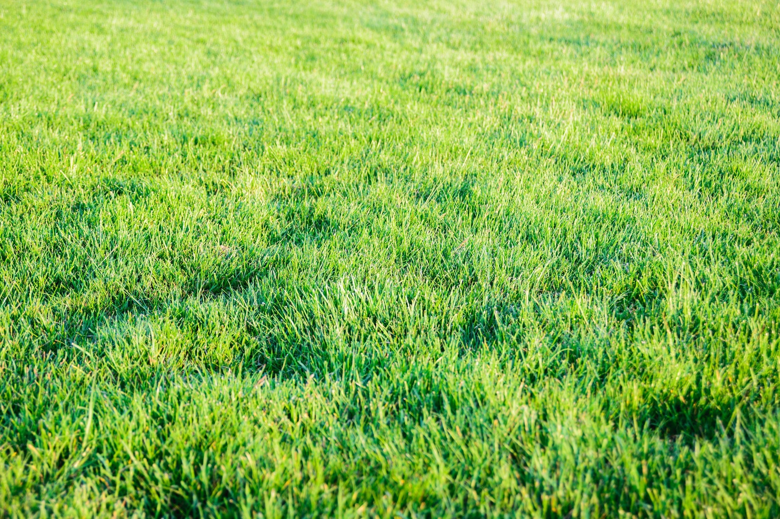 fresh uncut green lawn grass in courtyard, backyard, garden, playground, angle above view, horizontal outdoors closeup East Greenwich, RI