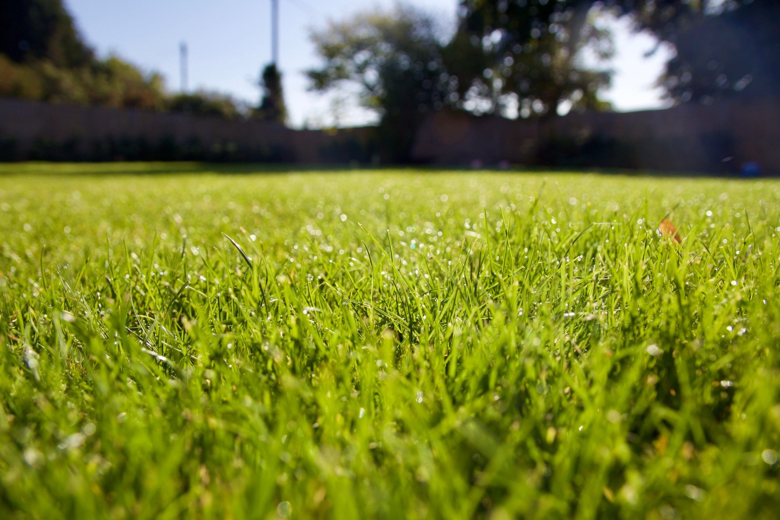 Green grass due to lawn fertilization in Narragansett RI