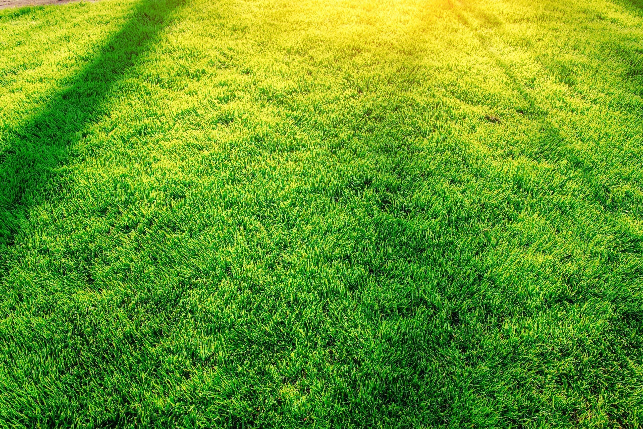 green grass. natural background texture A green lawn in Massachusets