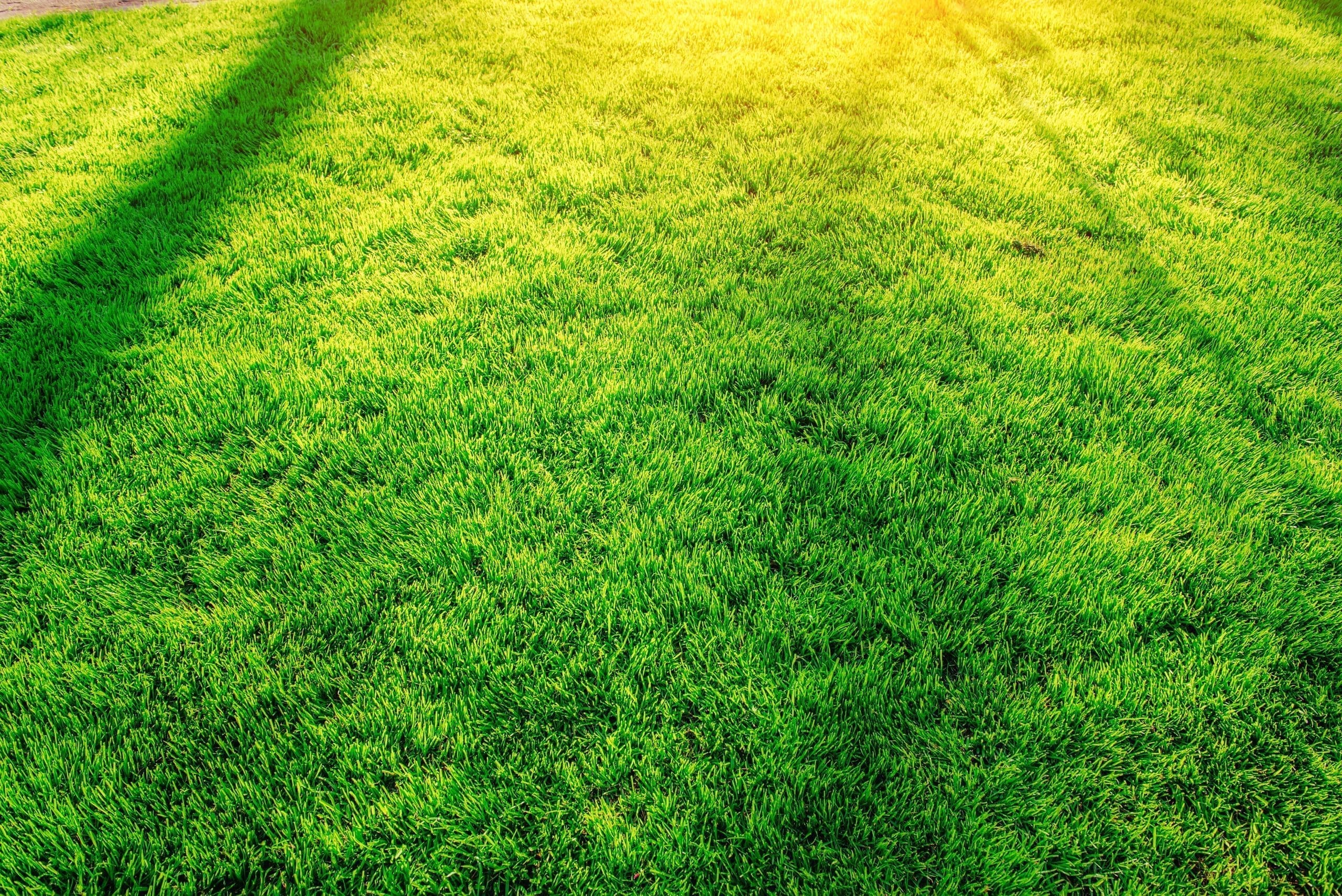 A green lawn in Massachusets