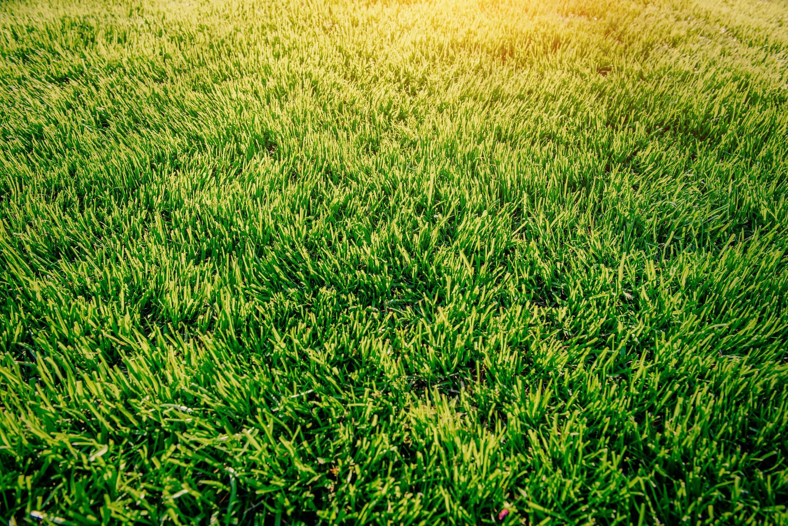 Green grass in Massachusets