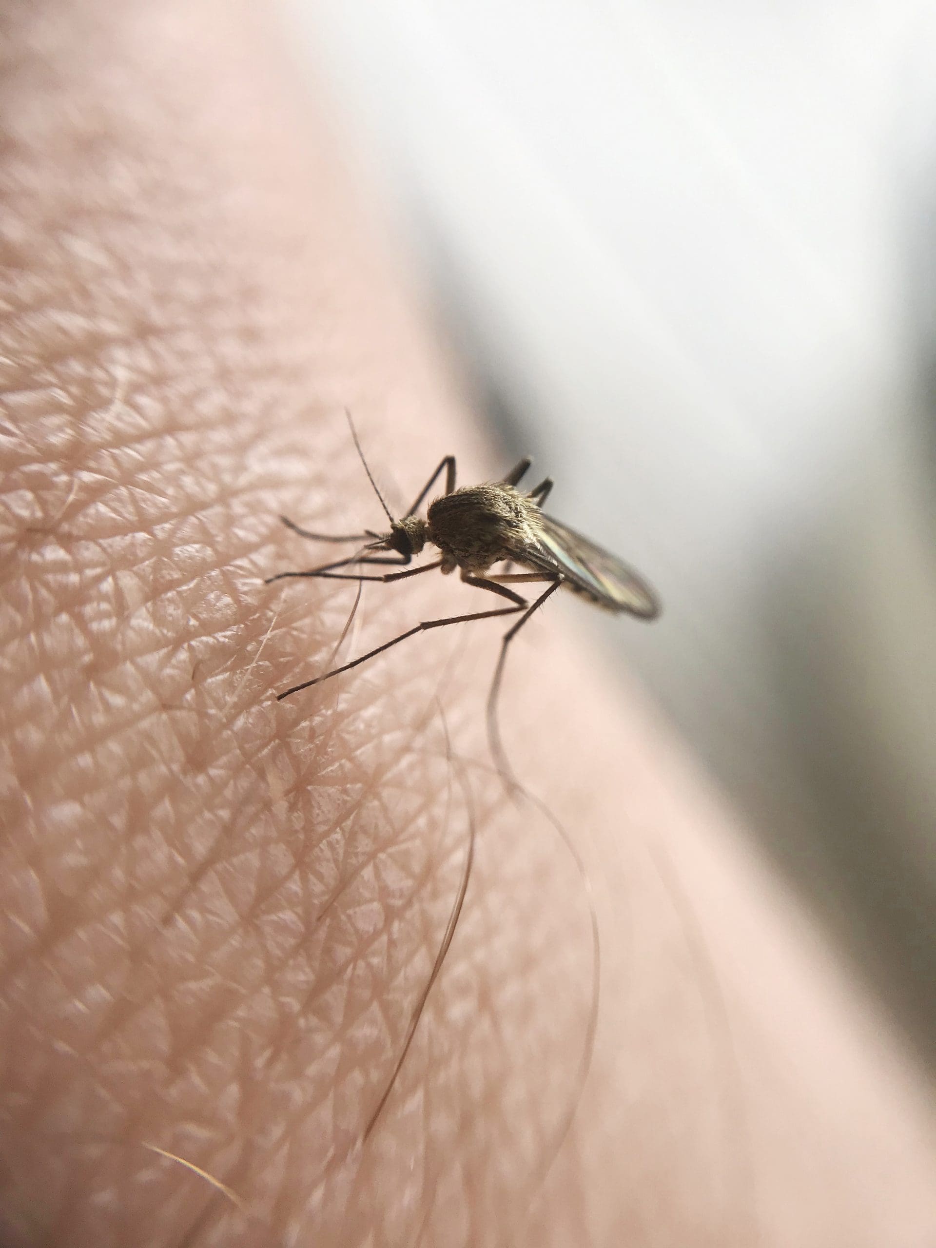Mosquito control in Bristol