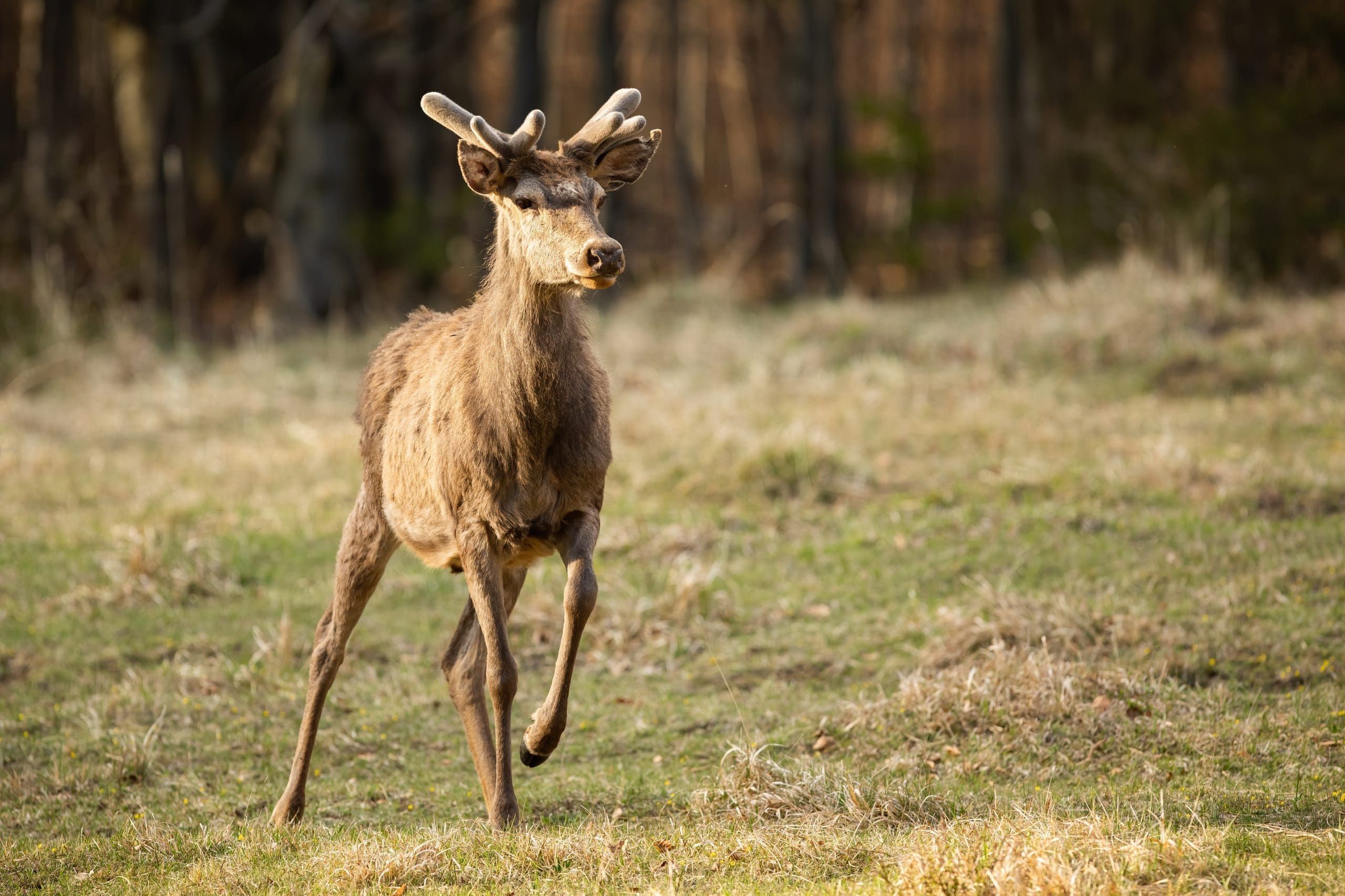 Red deer, cervus elaphus, standing on dry meadow in springtime nature. Stag with velvet antlers looking alert on field in spring in North Kignstown. Wild male mammal staring on glade.