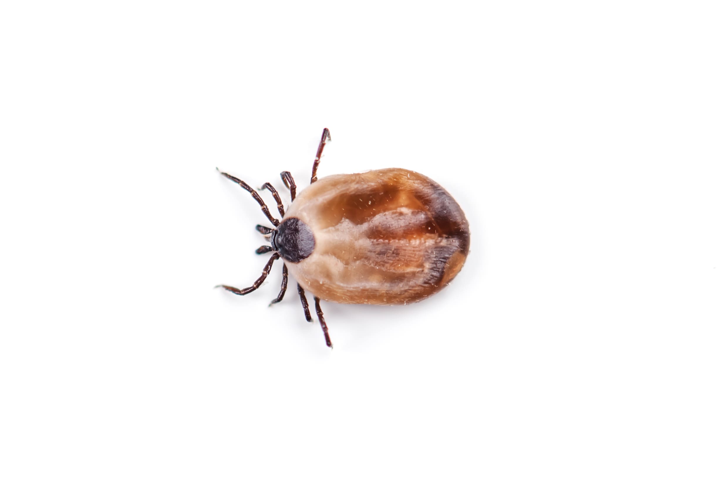 tick isolated on white background