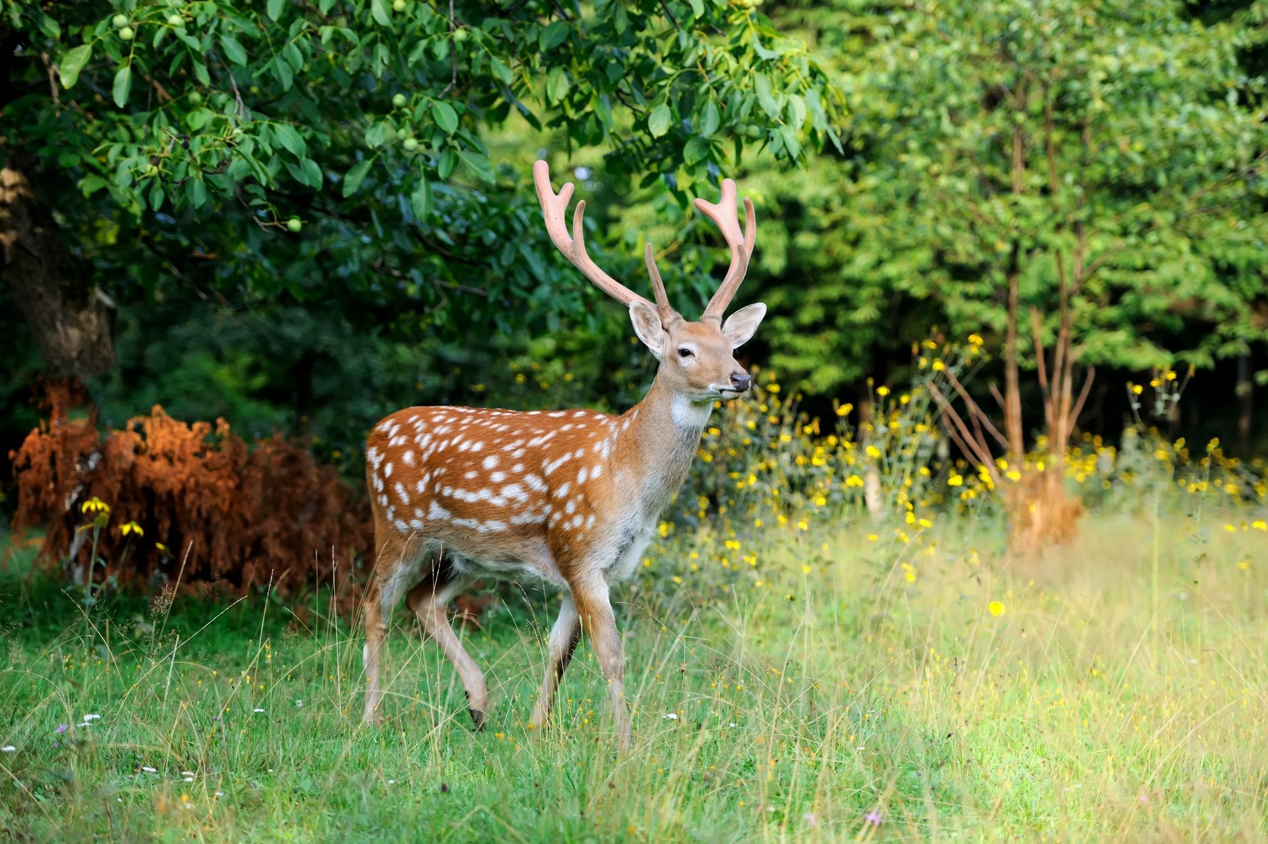 Close-up young whitetail deer standing in summer wood in Seekonk