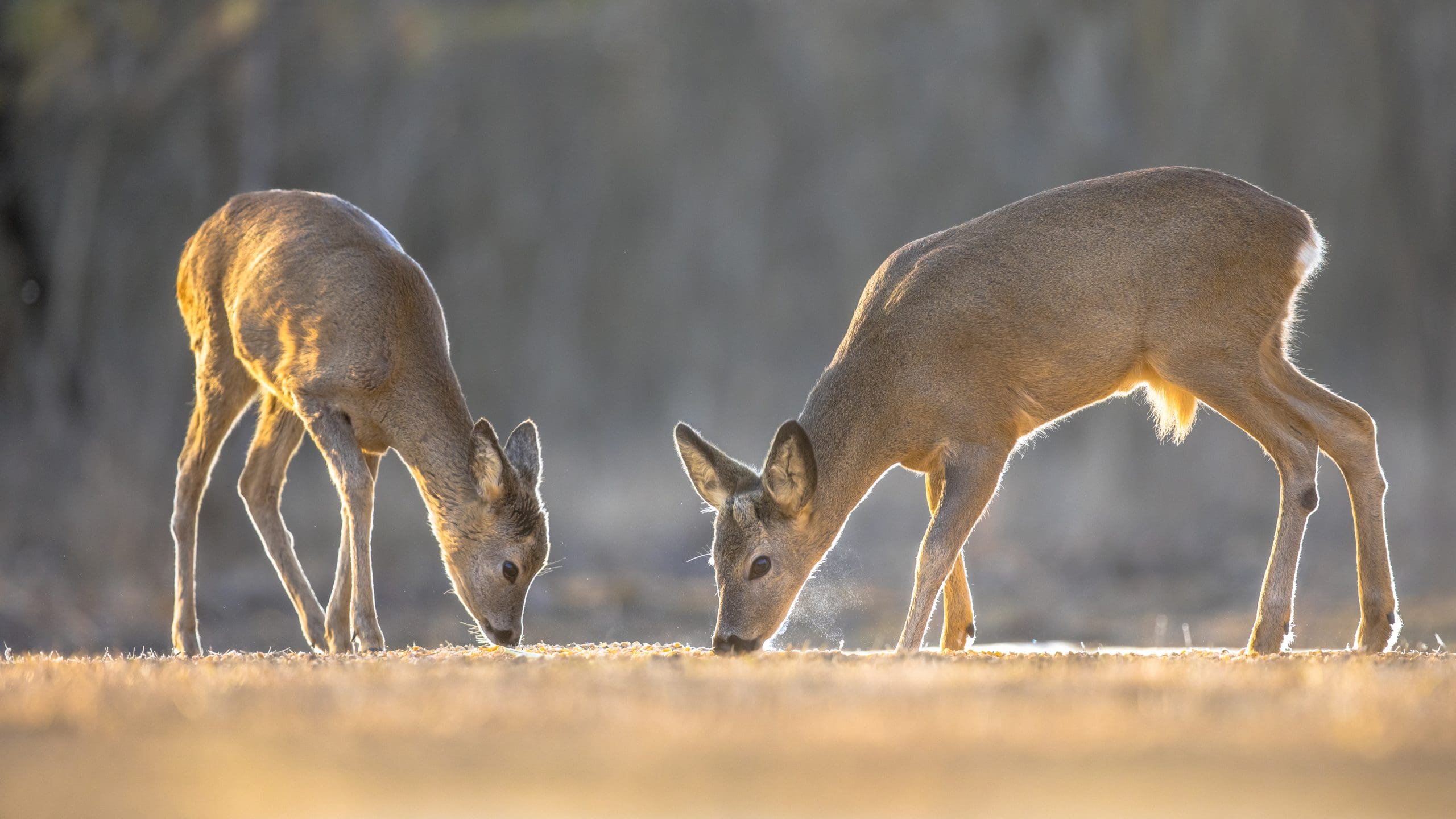 Two Roe deer (Capreolus capreolus) on clearing in Kiskunsagi National Park, Pusztaszer, Hungary. February.