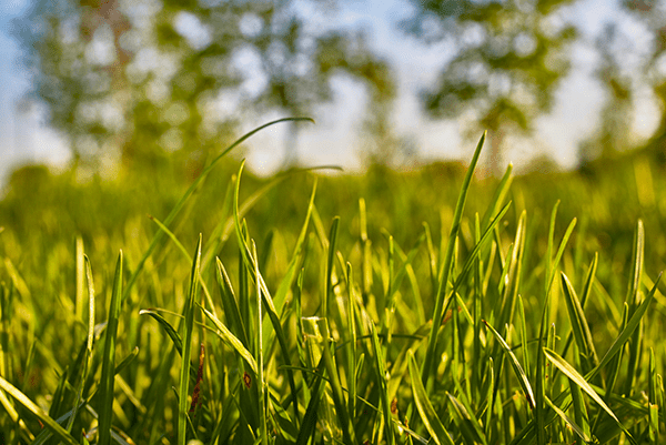 4evergreen Lawn Care