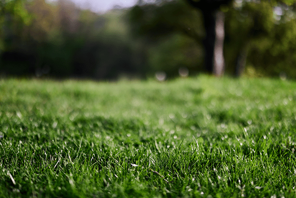 4evergreen Lawn Care