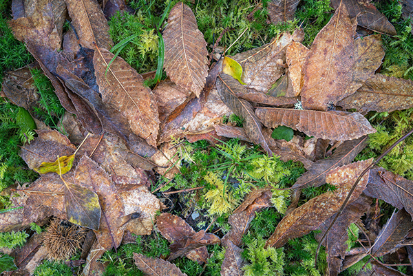 4evergreen Lawn Care