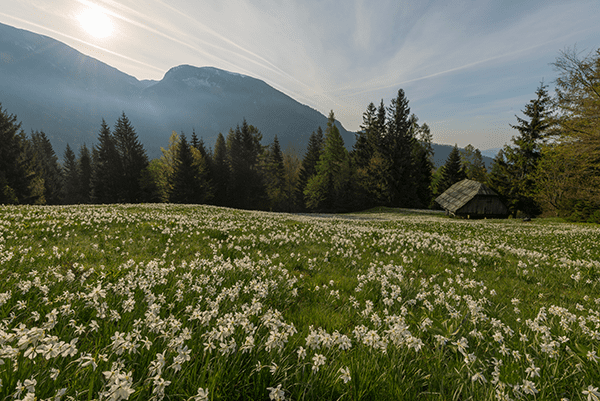 4evergreen Lawn Care