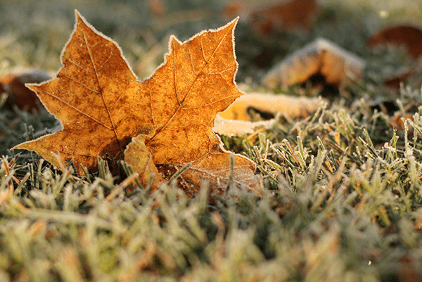 4evergreen Lawn Care