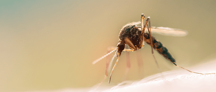 4evergreen in Rhode Island Lawn and turf care and weed control