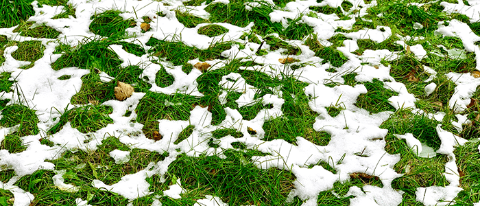 4evergreen in Rhode Island Lawn and turf care and weed control