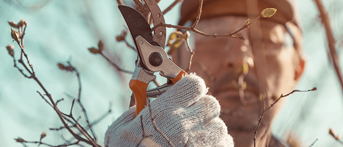 4evergreen in Rhode Island Lawn and turf care and weed control