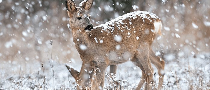 19 4evergreen in Rhode Island Lawn and turf care and weed control