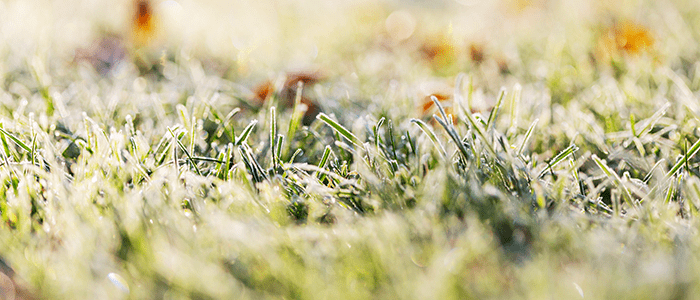 20 4evergreen in Rhode Island Lawn and turf care and weed control