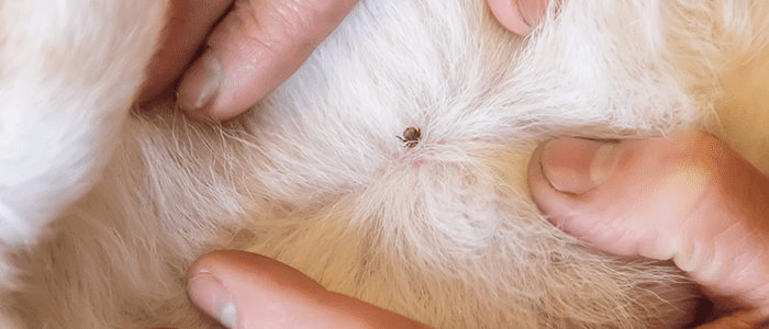 4evergreen in Rhode Island Lawn and turf care and weed control