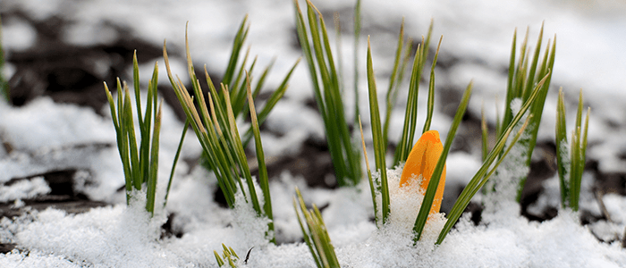 4evergreen in Rhode Island Lawn and turf care and weed control