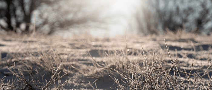 4evergreen in Rhode Island Lawn and turf care and weed control