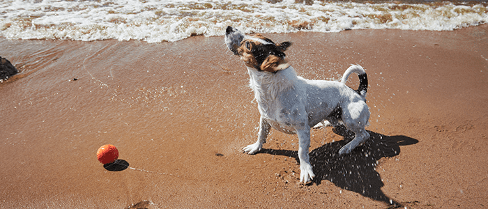 4evergreen in Rhode Island Lawn and turf care and weed control