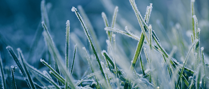 4evergreen in Rhode Island Lawn and turf care and weed control