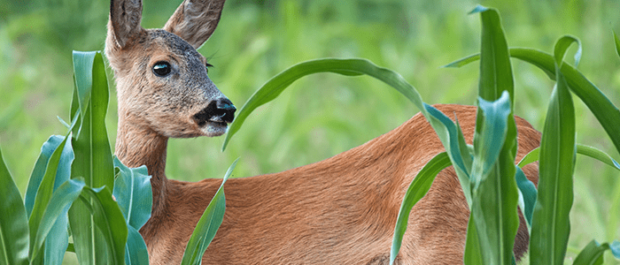 4evergreen in Rhode Island Lawn and turf care and weed control